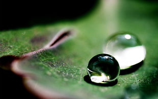 macro photography of water dew on green leaf